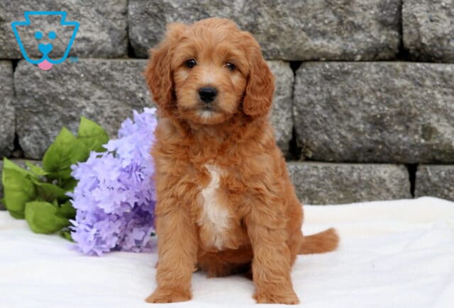 Mini Goldendoodle puppy with a soft reddish coat and a large white patch on the chest sitting on a white blanket beside light purple flowers and a stone wall. image
