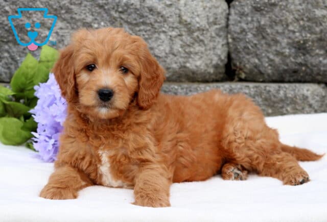 Mini Goldendoodle puppy with a thick, wavy reddish coat and white markings on the chest lying on a white blanket in front of a stone wall and purple flowers. image