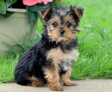 Andy Yorkie