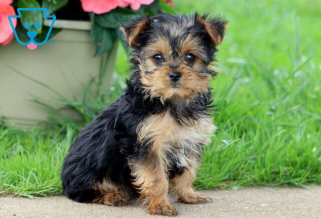 Andy Yorkie image