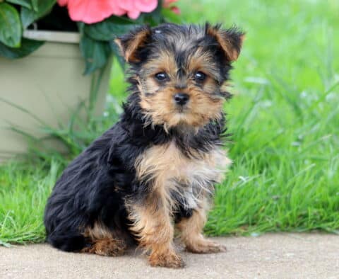 Andy Yorkie