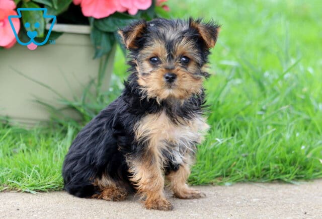 Andy Yorkie image