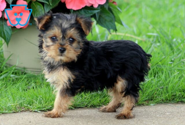 Andy Yorkie2 image