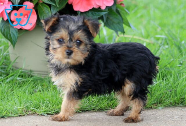 Andy Yorkie2 image