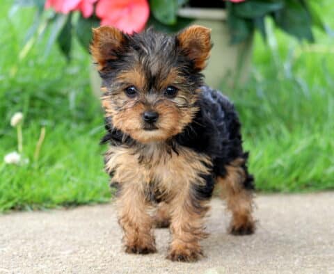 Annabell Yorkie