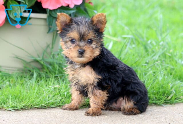 Annabell Yorkie2 image