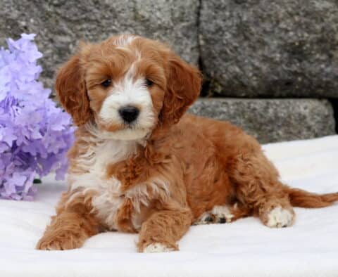 Annie Mini Goldendoodle2