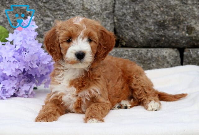Alert Mini Goldendoodle puppy with a wavy reddish coat and white paws lying on a soft white blanket beside a bunch of light purple flowers and a stone wall backdrop. image
