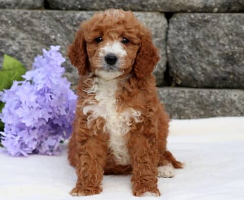 Arnie Mini Goldendoodle