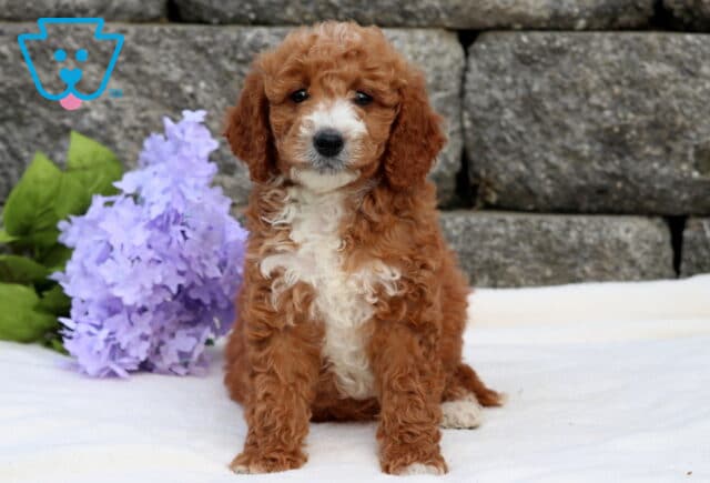 Arnie Mini Goldendoodle image