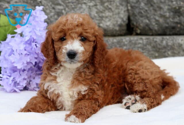Arnie Mini Goldendoodle2 image