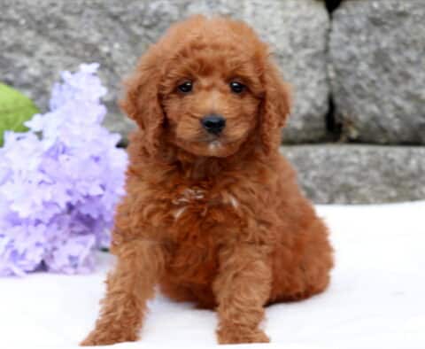Arty Mini Goldendoodle