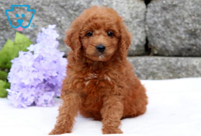 Arty Mini Goldendoodle image