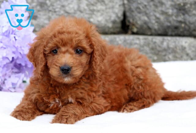 Arty Mini Goldendoodle2 image
