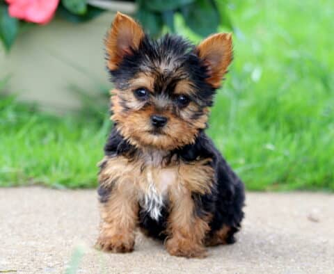 Ash Yorkie