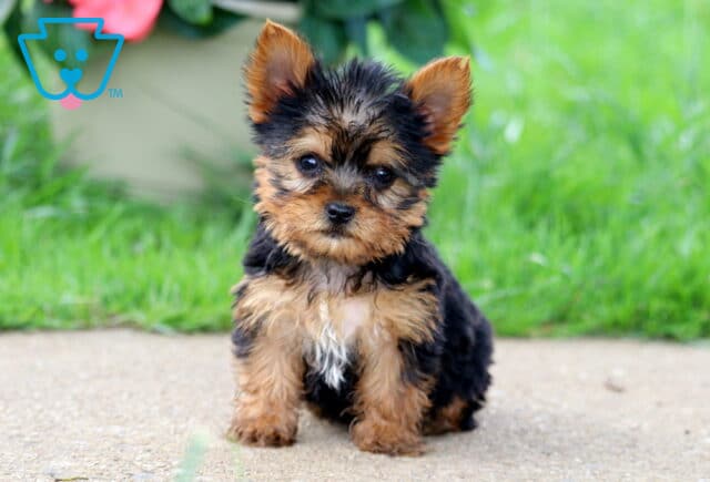 Ash Yorkie image