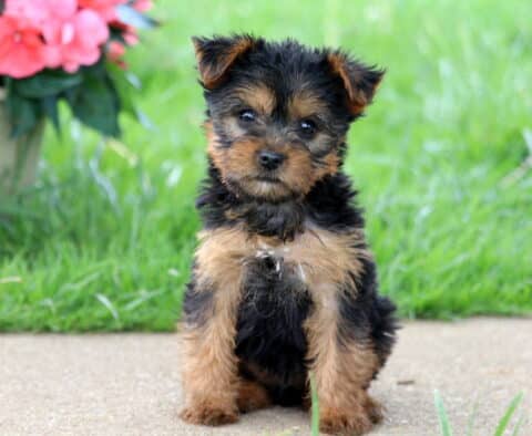 Ava Yorkie