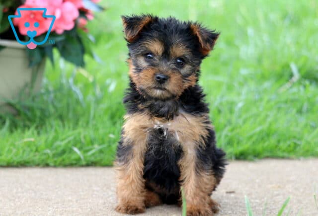 Ava Yorkie image