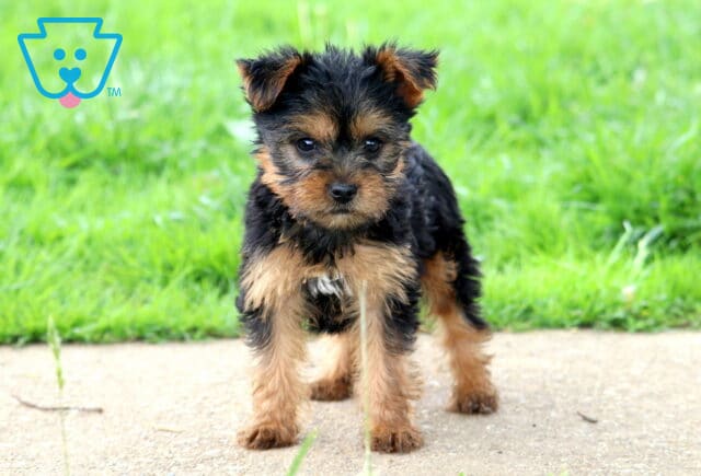 Ava Yorkie2 image