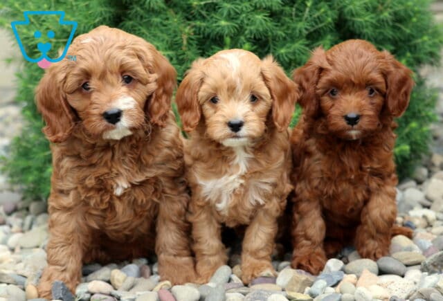 Three fluffy Cavapoo puppies sitting side by side on smooth gray stones - one light apricot in the center, flanked by two darker red siblings - all with curly coats and sweet expressions, posing in front of green shrubs. image