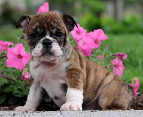 Brindle and white English Bulldog puppy sitting on a sidewalk with vivid pink petunias and lush green grass in the background, looking curiously at the camera.