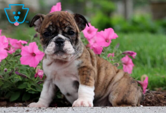 Brindle and white English Bulldog puppy sitting on a sidewalk with vivid pink petunias and lush green grass in the background, looking curiously at the camera. image