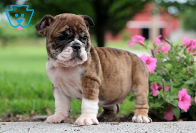 Brindle and white English Bulldog puppy standing on a sidewalk with pink flowers behind and a red barn in the blurred background, gazing off to the side. image