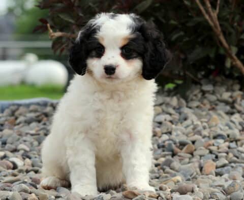 Baby Mini Bernedoodle