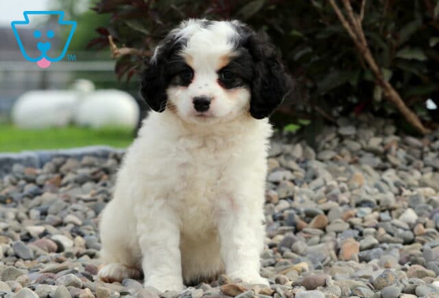 Baby Mini Bernedoodle image