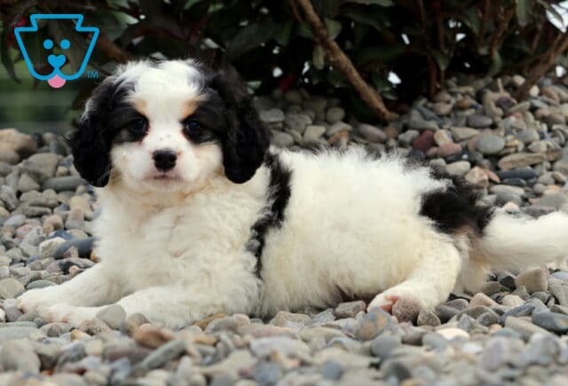 Baby Mini Bernedoodle2 image
