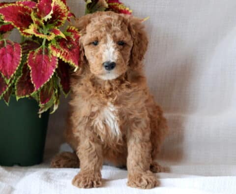 Babydoll Mini Goldendoodle
