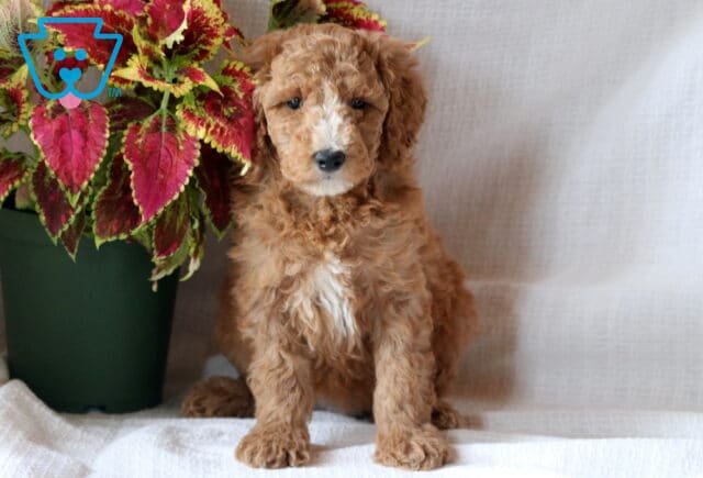 Fluffy Mini Goldendoodle puppy with apricot curls and white markings, sitting alertly beside a vibrant red and yellow plant. image