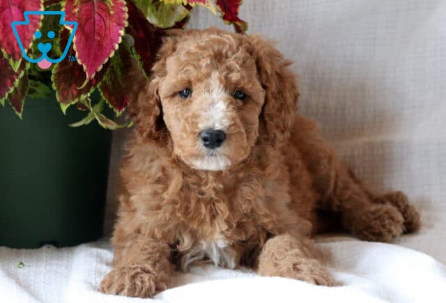 Mini Goldendoodle puppy lying down with soft apricot curls and white chest, gazing sweetly beside a leafy potted plant. image