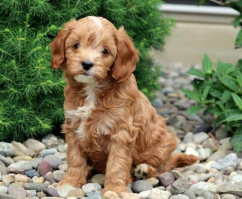 Bambi Cavapoo
