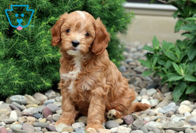 Light red Cavapoo puppy with a wavy coat and white markings on its chest and chin, sitting upright on river stones in a garden setting with green shrubs and plants in the background. image