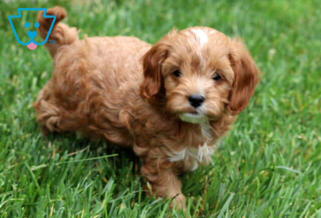 Adorable light red Cavapoo puppy with a white face blaze and chest patch, walking through lush green grass with a curious and playful expression. image