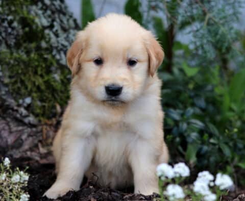 Adorable Golden Retriever puppy with a creamy coat sitting by a tree trunk, surrounded by mulch, greenery, and small white flowers.