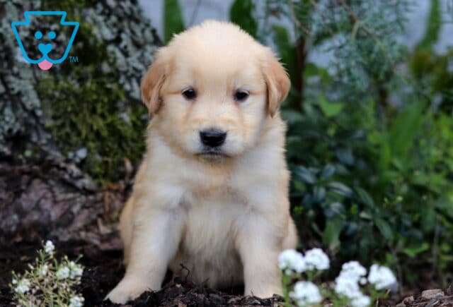 Adorable Golden Retriever puppy with a creamy coat sitting by a tree trunk, surrounded by mulch, greenery, and small white flowers. image