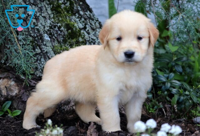 Golden Retriever puppy with a fluffy light golden coat standing near a tree trunk, surrounded by greenery and white blossoms. image