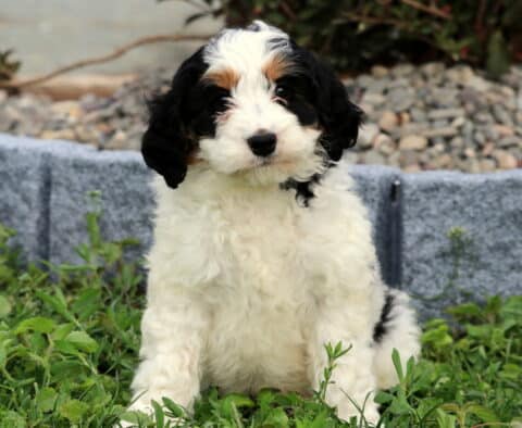 Barbie Mini Bernedoodle