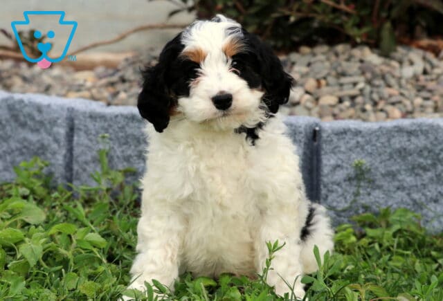 Barbie Mini Bernedoodle image