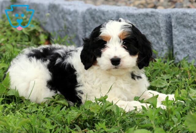Barbie Mini Bernedoodle2 image