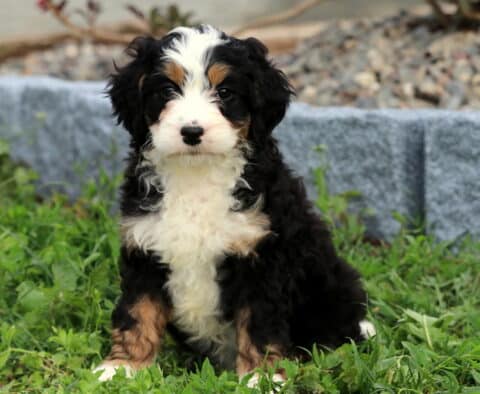 Bean Mini Bernedoodle