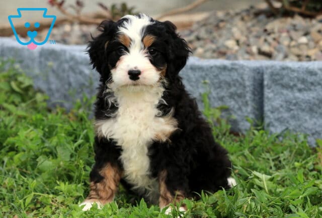 Bean Mini Bernedoodle image