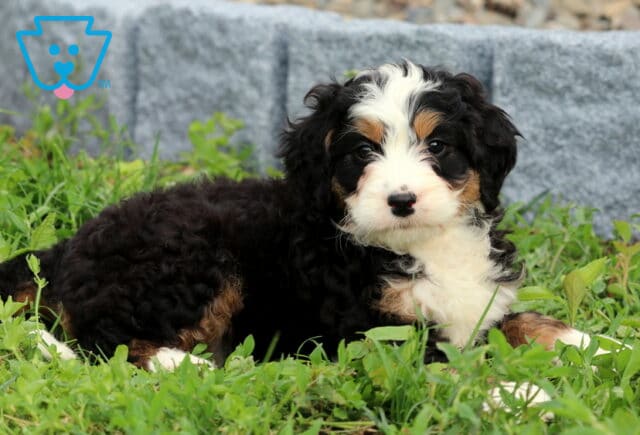Bean Mini Bernedoodle2 image