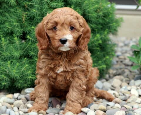 Bear Cavapoo