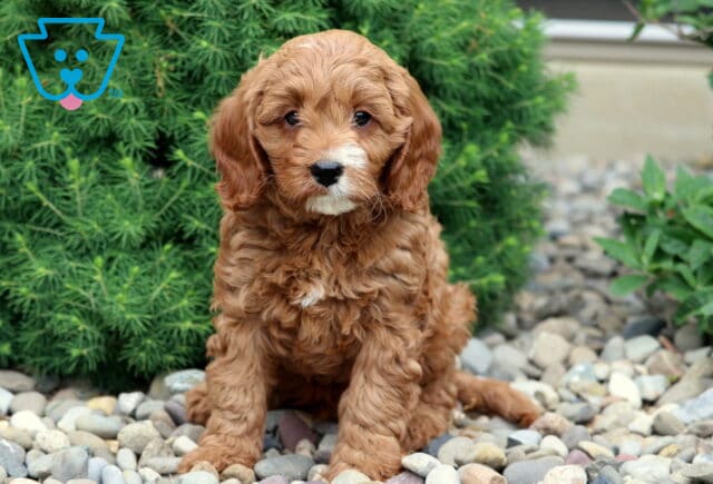 Curly-coated red Cavapoo puppy sitting on a bed of gray stones in front of a pine-like bush, looking sweetly at the camera with a white patch on its chest and muzzle. image