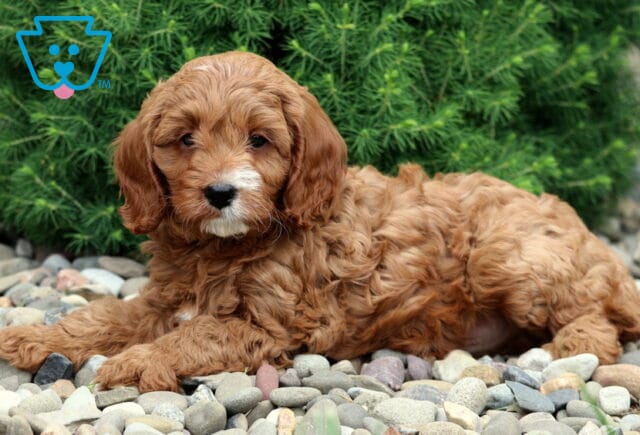 Red Cavapoo puppy with a curly coat and white markings on the face and chest, lying comfortably on smooth gray stones in front of a fluffy green bush. image