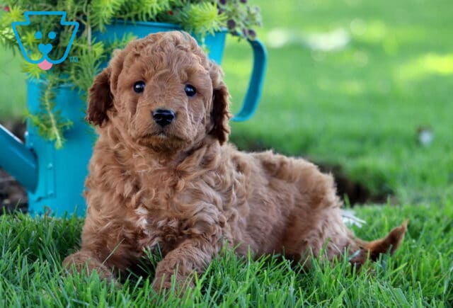 Bear Cockapoo image