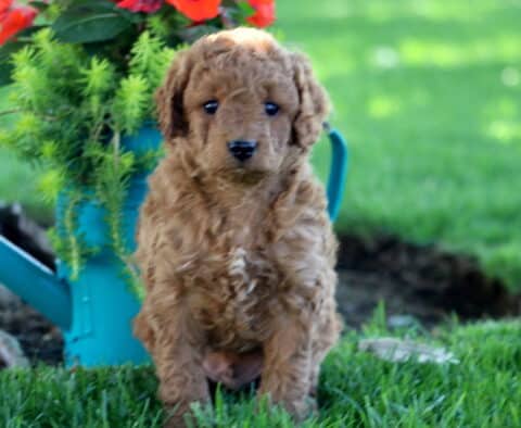 Bear Cockapoo2